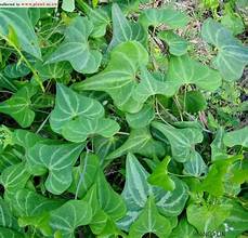 Dioscorea zingiberensis